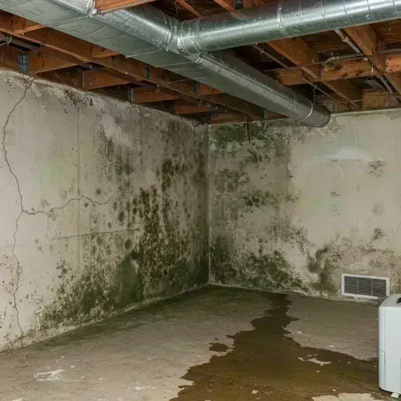 Professional Mold Removal in Fulton County, IL